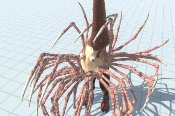 Kraken 13at